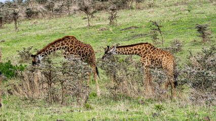 Majestic and Graceful Giraffes Grazing Beautifully in the Wild and Natural Habitat