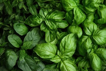 Fresh Leafy Herbs in Minimalistic Arrangement