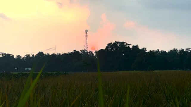 Ricefield
