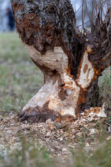 Tree damaged by a beaver, Rhône, France. Tree trunk gnawed by european beaver. Damage caused by wildlife.