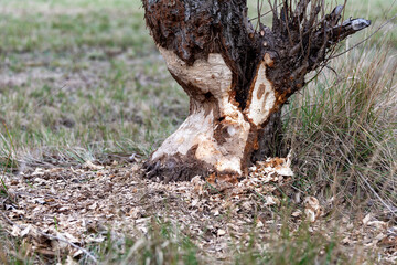 Tree damaged by a beaver, Rhône, France. Tree trunk gnawed by european beaver. Damage caused by wildlife.