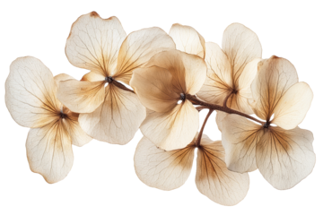 Dried hydrangea flower, branch, blossoms, petals, aesthetic, cut out transparent