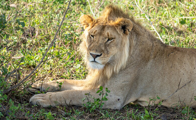 A Majestic Lion Relaxing Comfortably in its Natural Habitat Under the Sunlights Warmth Serengeti...