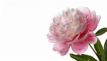 beautiful peony flower isolated on white background