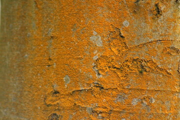 tree texture