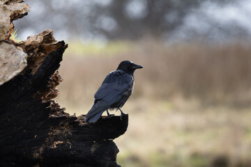 Crow, A black bird, is perched on a tree branch