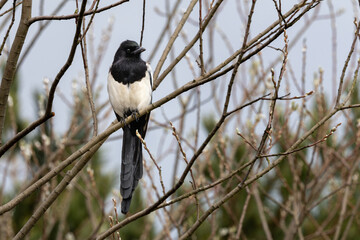 Magpie, black and white bird is perched on a branch