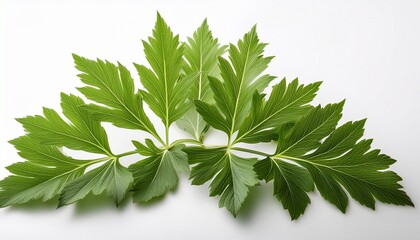 angelica keiskei ashitaba or tomorrow s leaves on white background