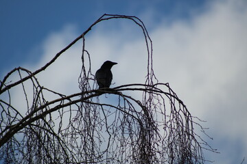 bird on barbed wire