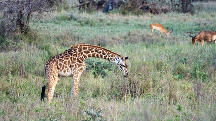 A Graceful Giraffe Gently Grazing in Its Natural Habitat Within the African Savanna