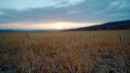 Golden sunset over a dried field