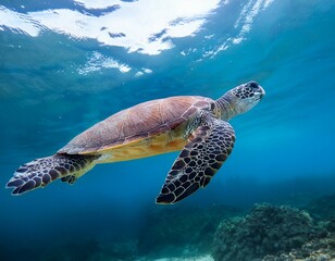 Fototapeta premium sea turtle swimming