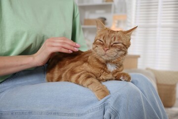 Woman stroking cute ginger cat at home, closeup