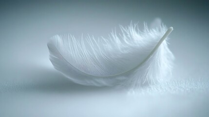 A Single Soft White Feather Isolated on a Light Surface