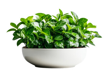 Green plant in a white pot on black background, cut out transparent