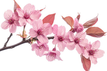 Branch with delicate pink flowers and leaves, cut out transparent