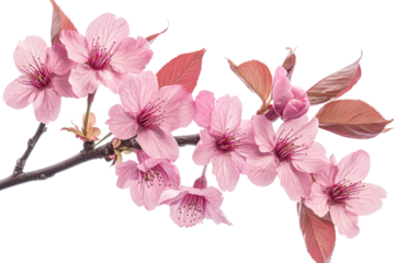 Branch with delicate pink flowers and leaves, cut out transparent