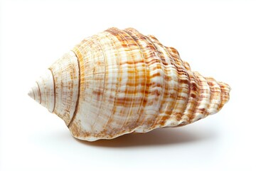 sea shell on white background