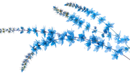 Flying blue stalk flower isolated on white background