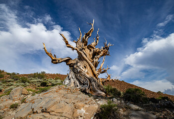 Ancient Bristlecone Pine Tree With Blue Sky and Clouds. 