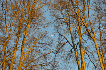 Fototapeta premium Luna che sorge tra gli alberi in una serata invernale