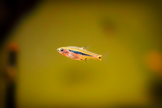 Boraras urophthalmoides, least rasbora Longitudinal banded dwarf barb swimming in freshwater tank. Tail striped Rasbora, Cock strip rasbora tropical miniature fish in the freshwater aquarium