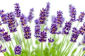 Obraz premium Lavender Flowers Close-up for White Background.