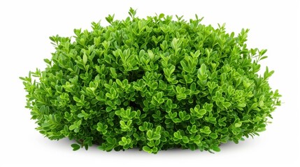 Obraz premium Lush, roundshaped shrubs add a fresh touch, standing out against a clean white backdrop with soft shadows.