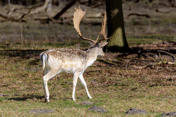 The fallow deer (Dama dama) in its habitat walking in the dunes, A species of ruminant mammal belonging to the family Cervidae, Amsterdamse Waterleidingduinen, Bentveld in North Holland, Netherlands.
