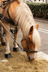 brown harness horse eating hay