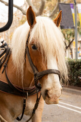Fototapeta premium Cute horse with long mane in harness close-up