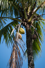 Palmeira Imperial, Bertioga, São Paulo, Brasil
