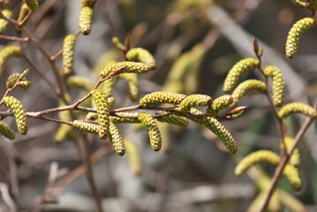 Naklejka premium Oobayashabushi relatives of Japanese green alder began to show leaf buds and inflorescences