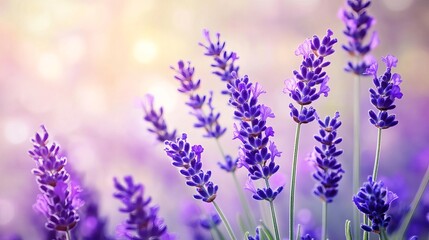 Fototapeta premium Beautiful Purple Lavender Flowers Blooming in Summer Field Soft Light Background Nature Photography Floral Image Botanical Garden Peaceful Serenity 