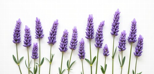 Naklejka premium Beautiful lavender flowers arranged on a white background, perfect for wellness, aromatherapy, or floral design themes.