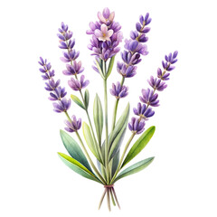 Fototapeta premium bunch of lavender isolated on transparent background.