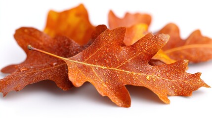 Fototapeta premium Wet orange oak leaves on white for autumn backgrounds