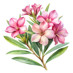 Fototapeta premium bouquet of flowers isolated on transparent background.