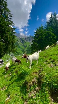 Group of Goats grazing grass in the Alps during spring time
