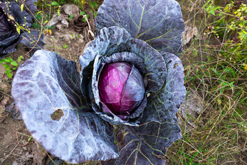 Vibrant purple cabbage growing in lush garden under natural light