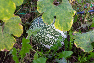 Green pumpkin growing among leaves in a home garden during late summer