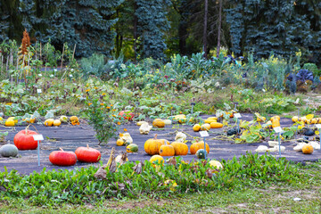 Colorful pumpkins and squash thriving in a community garden during autumn harvest season