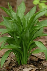 Obraz premium Vibrant Green Hosta Plant Lush Foliage Garden