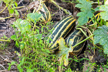 Green striped squash growing among plants in a garden setting
