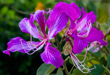 purple flowers of the orchid tree