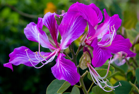 purple flowers of the orchid tree
