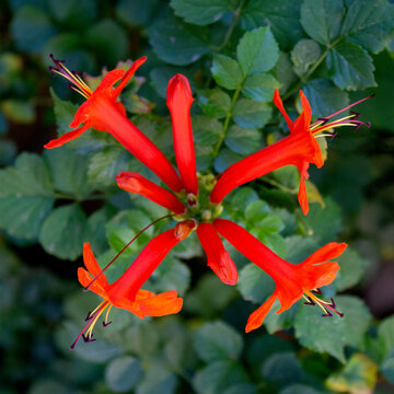 red tecomaria flowers