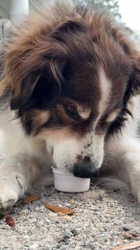 Close up of a shepherd dog eating a frozen pup cup treat