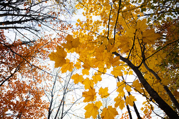 The image shows an autumn forest, full of warm colors. The sunset bathes the landscape in golden light, enhancing the reds, oranges, and yellows of the leaves. 