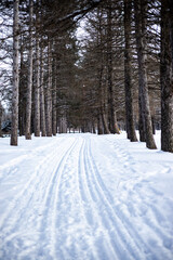 Snow-Covered Pathway Through a Pine Forest